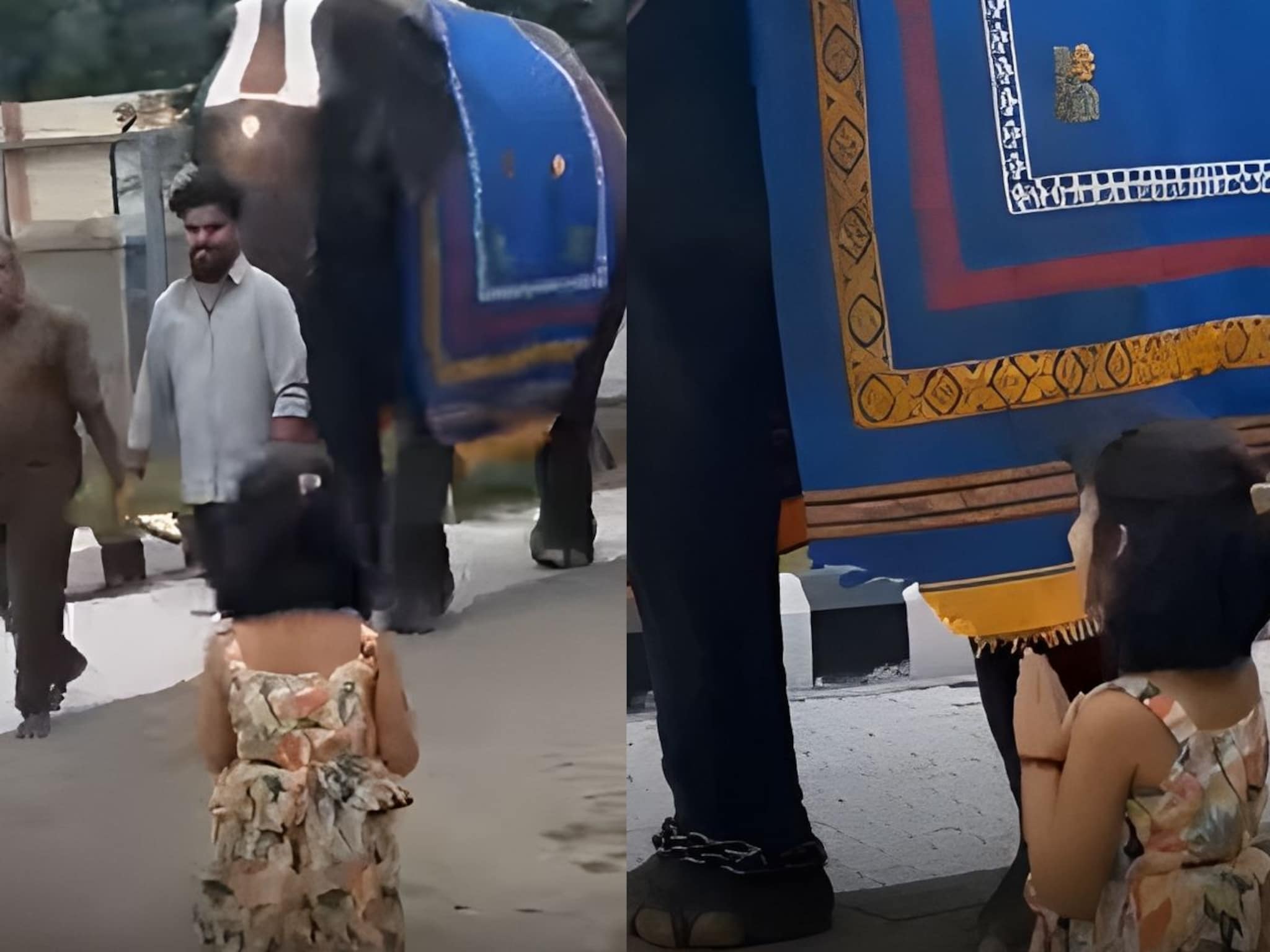 गणपती बाप्पा वाटला, हत्तीला पाहताच चिमुकलीने केला नमस्कार; पुढे घडलं ते थक्क करणारं