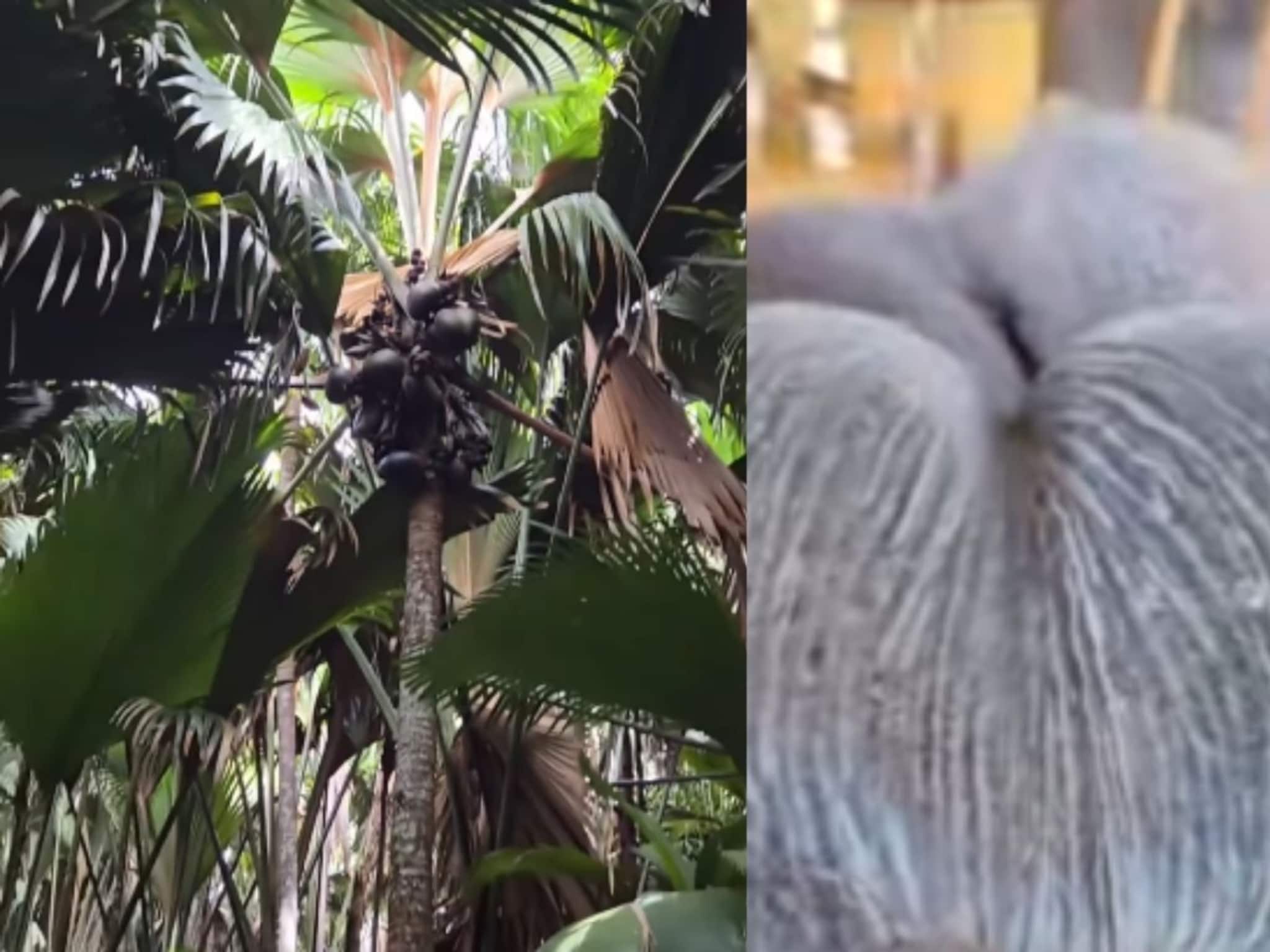 सोन्यापेक्षाही मौल्यवान बी! फक्त एक विकली तरी व्हाल करोडपती