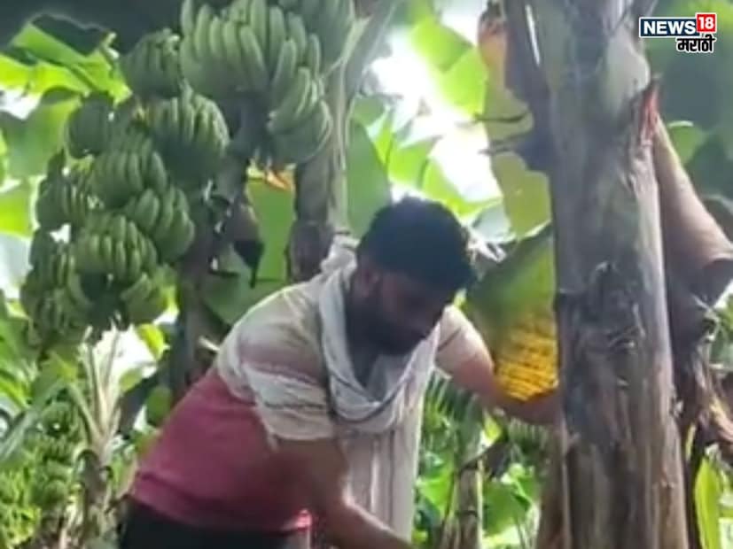 रवींद्र यांनी सोशल मीडियाच्या मदतीने महाराष्ट्रातील पुणे येथील नर्सरीतून केळीच्या G9 प्रजातीची १५५० रोपे खरेदी केली. या जातीच्या केळीची लांबी आणि जाडी चांगली असते आणि त्यामुळे बाजारात चांगला भाव मिळतो. हे रोपे खरेदी करतानाच त्यांनी लागवडीचे प्रशिक्षण घेतले.