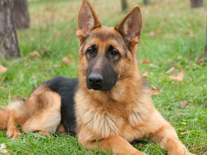 3. जर्मन शेफर्ड (German Shepherd)जर्मनीत उद्भवलेली ही जात आज संपूर्ण जगात लोकप्रिय आहे. पोलिस, आर्मी आणि रेस्क्यू ऑपरेशन्समध्ये जर्मन शेफर्डचा वापर मोठ्या प्रमाणात होतो. हे कुत्रे बुद्धिमान, ताकदवान आणि अतिशय निडर असतात. मात्र, त्यांना धोका जाणवल्यास ते क्षणात आक्रमक बनतात आणि हल्ला करतात. त्यामुळे त्यांना योग्य प्रशिक्षण देणं अत्यावश्यक आहे.