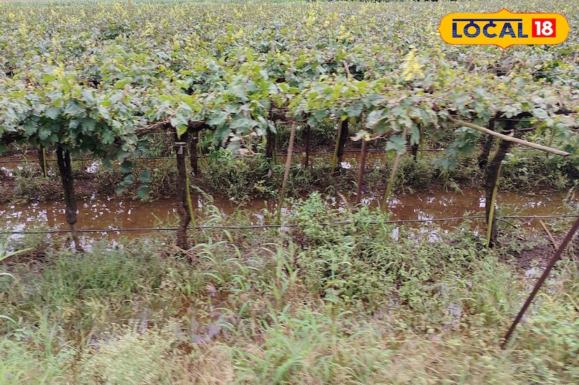 गेल्या दोन दिवसांत कमी दाब प्रणाली गुजरातकडे सरकून जाताच महाराष्ट्रातील पावसाचा जोर ओसरला आहे. मात्र 2-3 दिवसांच्या ब्रेकनंतर राज्यात पुन्हा पावसाचं आमगन होणार आहे. आज 1 ऑक्टोबरला विदर्भातून पावसाचं धुमशान सुरू होईल. पश्चिम महाराष्ट्रात हवामान आणि पावसाची स्थिती काय राहील? याबाबत पुणे ते कोल्हापूर जिल्हानिहाय हवामान अंदाज जाणून घेऊ. 