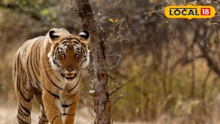 सह्याद्री व्याघ्रप्रकल्पात आणले जाणार 8 वाघ..