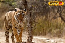 Sahyadri Tiger Reserve : सह्याद्री व्याघ्रप्रकल्पात 'ऑपरेशन तारा', वाघोबांची संख्या वाढणार, हे आहे कारण