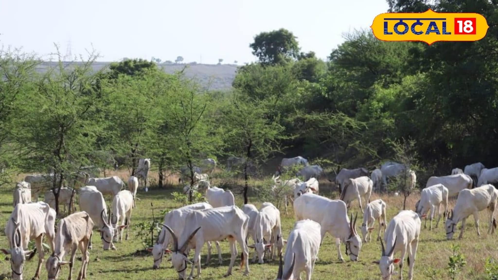 Milk News: ...म्हणून महाराष्ट्रातल्या या गावात कधीच विकलं जात नाही दूध, काय आहे परंपरा