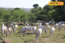 Milk News: ...म्हणून महाराष्ट्रातल्या या गावात कधीच विकलं जात नाही दूध, काय आहे परंपरा