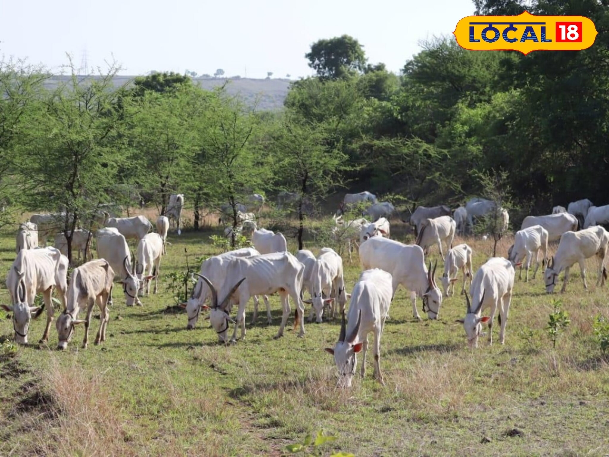 Milk News: ...म्हणून महाराष्ट्रातल्या या गावात कधीच विकलं जात नाही दूध, काय आहे परंपरा