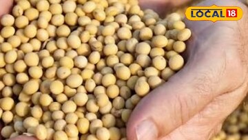 सोयाबीन 