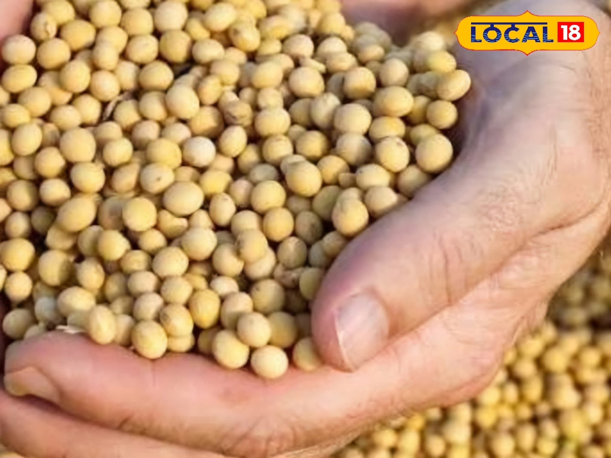 Soybean Rates Today: शेतकऱ्यांसाठी आनंदाची बातमी! महाराष्ट्रातील सोयाबीन बाजारभावात सुधारणा, आजचा दर किती ?