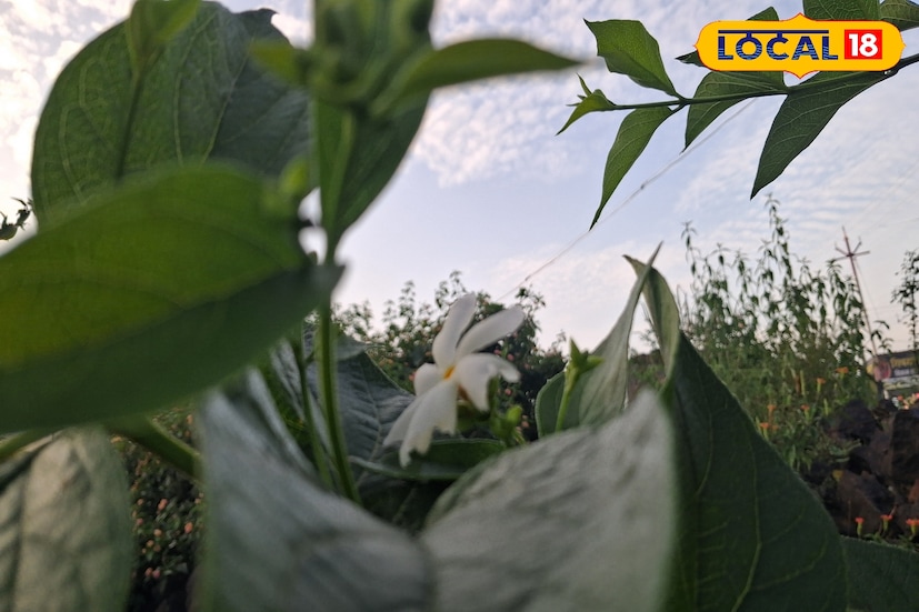 पुणे जिल्ह्यात सोमवारी पावसाची उघडीप राहिली. यावेळी 30.4 अंश सेल्सिअस कमाल तापमान राहिले. आज पुणे जिल्ह्यासह घाटमाथ्यावर तुरळक ठिकाणी ढगाळ आकाशासह हलक्या पावसाची शक्&#x200d;यता हवामान विभागाकडून वर्तवण्यात आली आहे.
