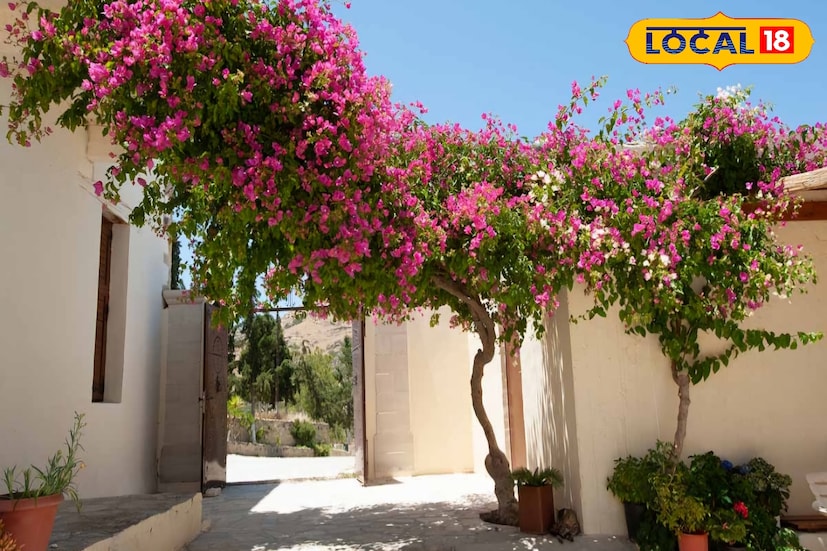 Gardening Tips: आपले घर आणि अंगण अधिक सुंदर दिसावे असे प्रत्येकाला वाटते. घर आणि अंगणाच्या सौंदर्यामध्ये विशेष भर पडते ते सुंदर फुलझाडांमुळेच! झाडे केवळ घर-अंगणाचे सौंदर्य वाढवत नाहीत तर अंगणाला सुगंधाने बहरून टाकतात. म्हणूनच अनेक निसर्गप्रेमी लोक आपल्या घरात, अंगणात किंवा बाल्कनी मध्ये सुंदर फुलझाडे लावण्याला पसंती देतात. आज आपण बारा महिने बहरलेली राहतील अशी सुंदर पाच फुलझाडे पाहू.