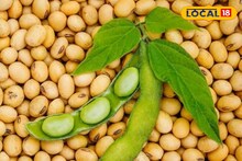 Soyabean Rate: सोयाबीनच्या दरात आज वाढ की घट? कोणत्या मार्केटमध्ये किती मिळाला भाव?  Video