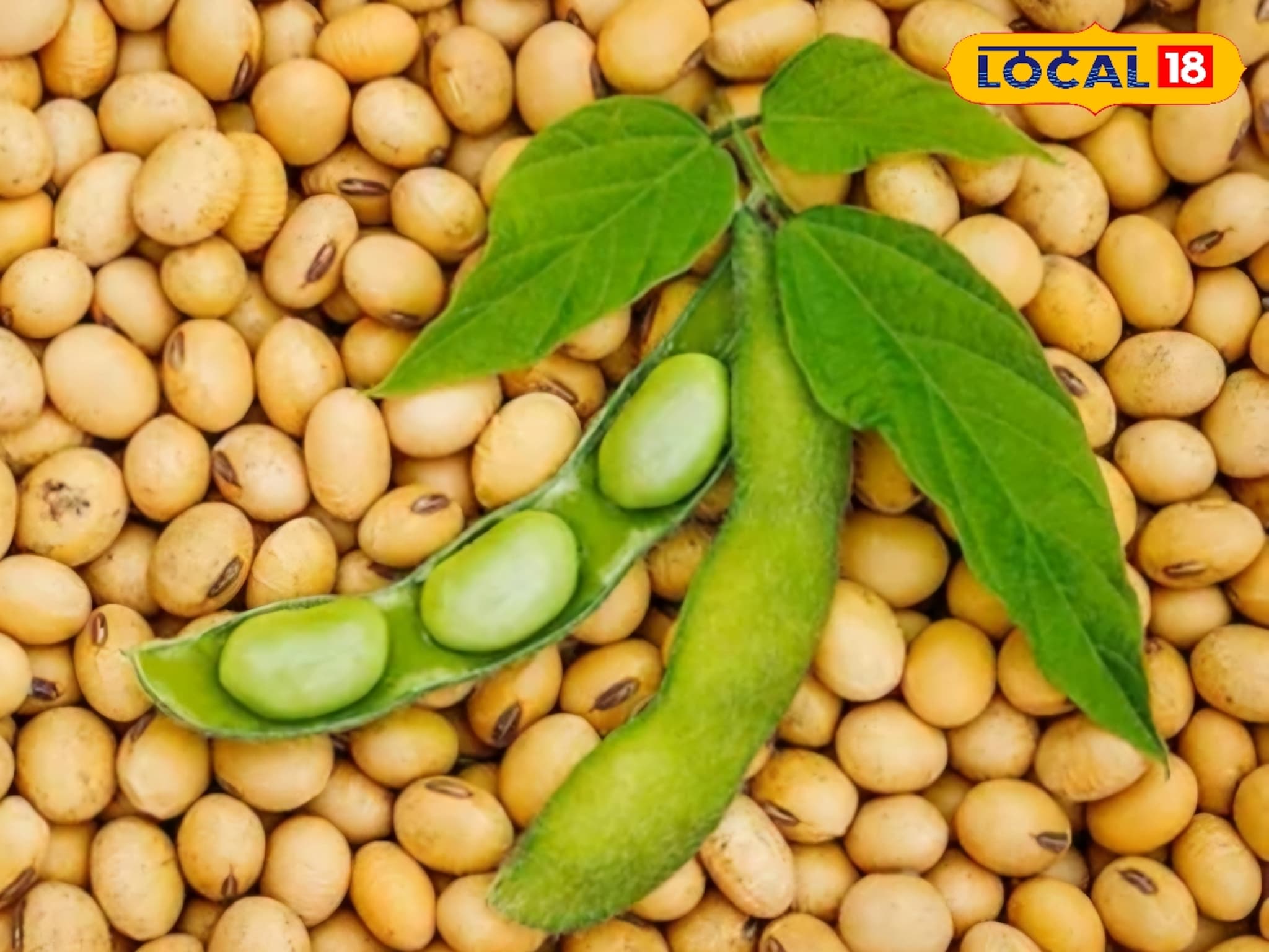 सोयाबीनच्या दरात आज वाढ की घट? कोणत्या मार्केटमध्ये किती मिळाला भाव?  Video