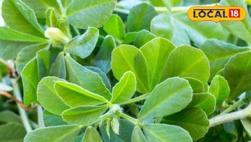 हिवाळ्यामध्ये