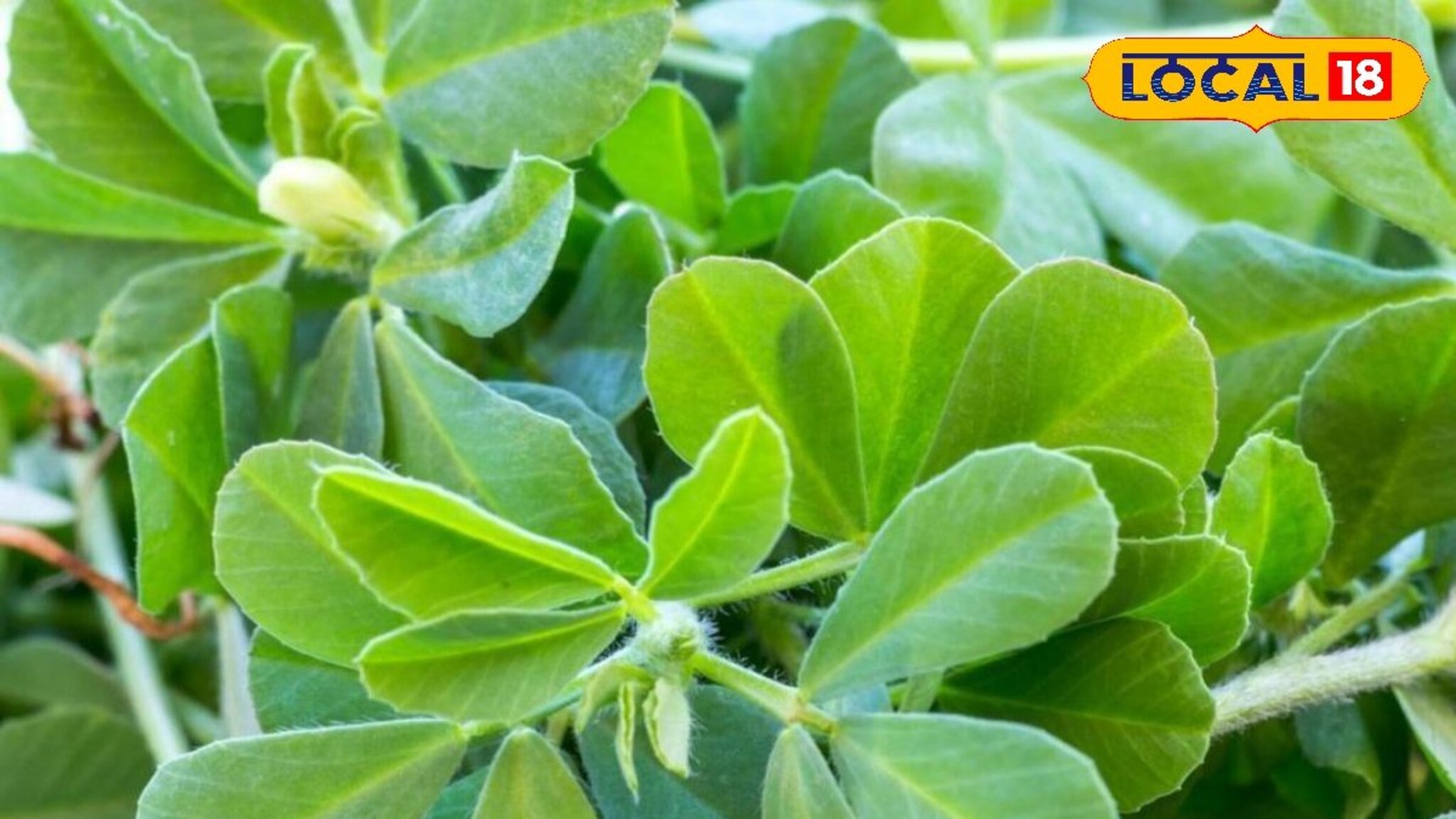 थंडीपासून पिकांचे कसे रक्षण करावे? मराठवाड्यातील शेतकऱ्यांना कृषी अभ्यासकांचं मार्गदर्शन