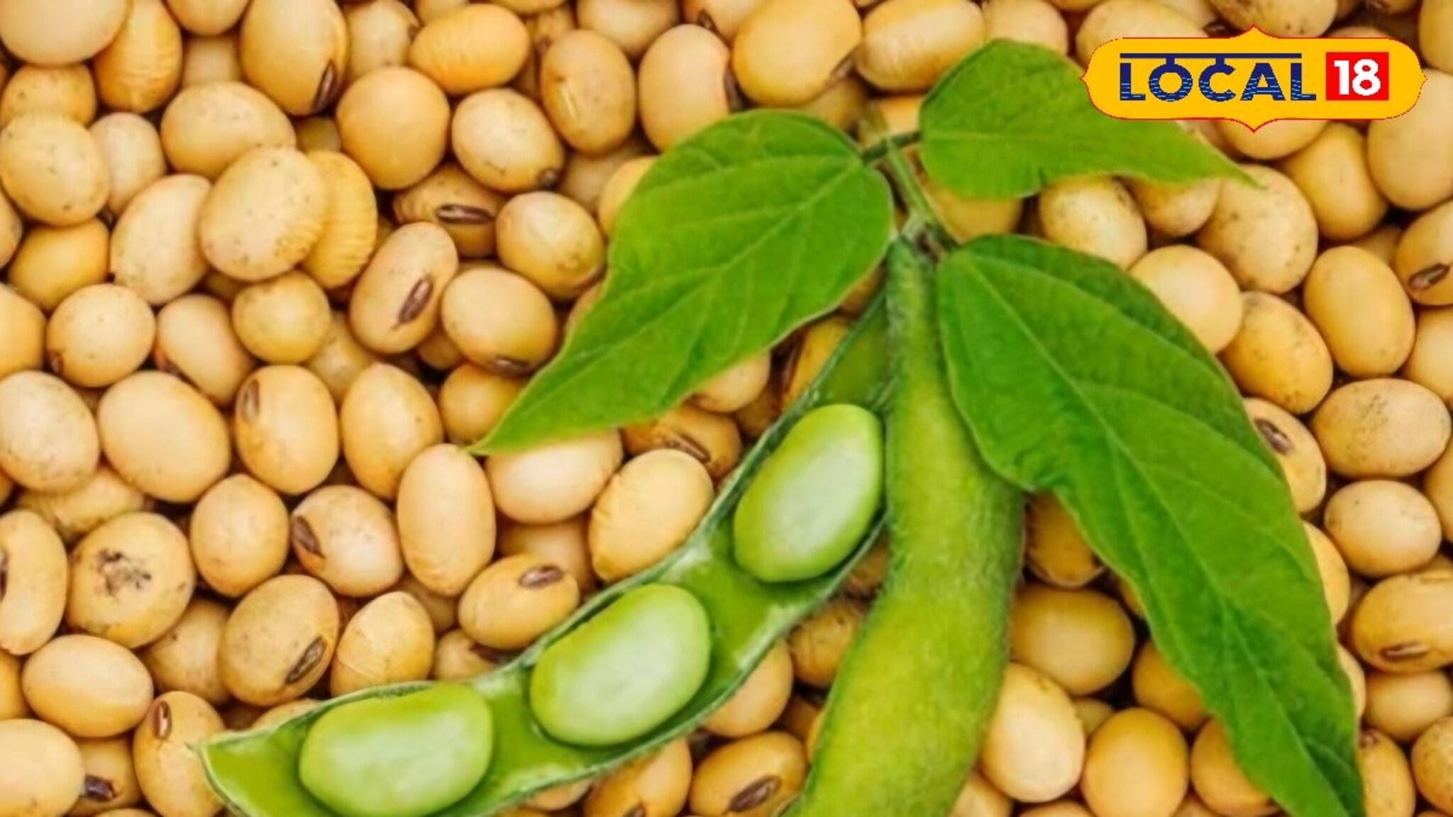 Krushi Market Today: सोयाबीन-कांद्याची आवक वाढली, दर घसरले, आजचे भाव काय?