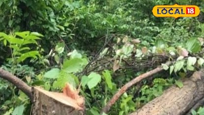 Tree Cutting: छ. संभाजीनगरमधील डॉक्टरला चूक महागात, 20 वर्षांच्या सोनमोहराचा बळी, लाखाचा दंड!