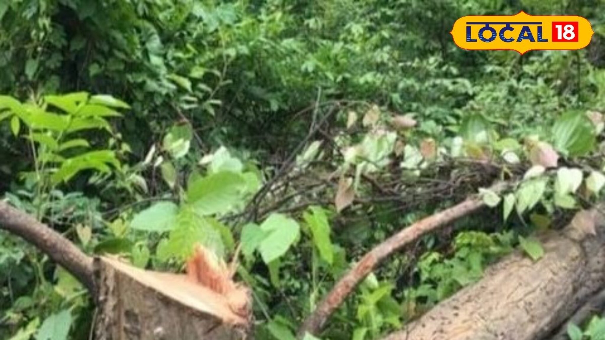 Tree Cutting: छ. संभाजीनगरमधील डॉक्टरला चूक महागात, 20 वर्षांच्या सोनमोहराचा बळी, लाखाचा दंड!