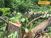 संभाजीनगरमधील डॉक्टरला चूक महागात, 20 वर्षांच्या सोनमोहराचा बळी, लाखाचा दंड!