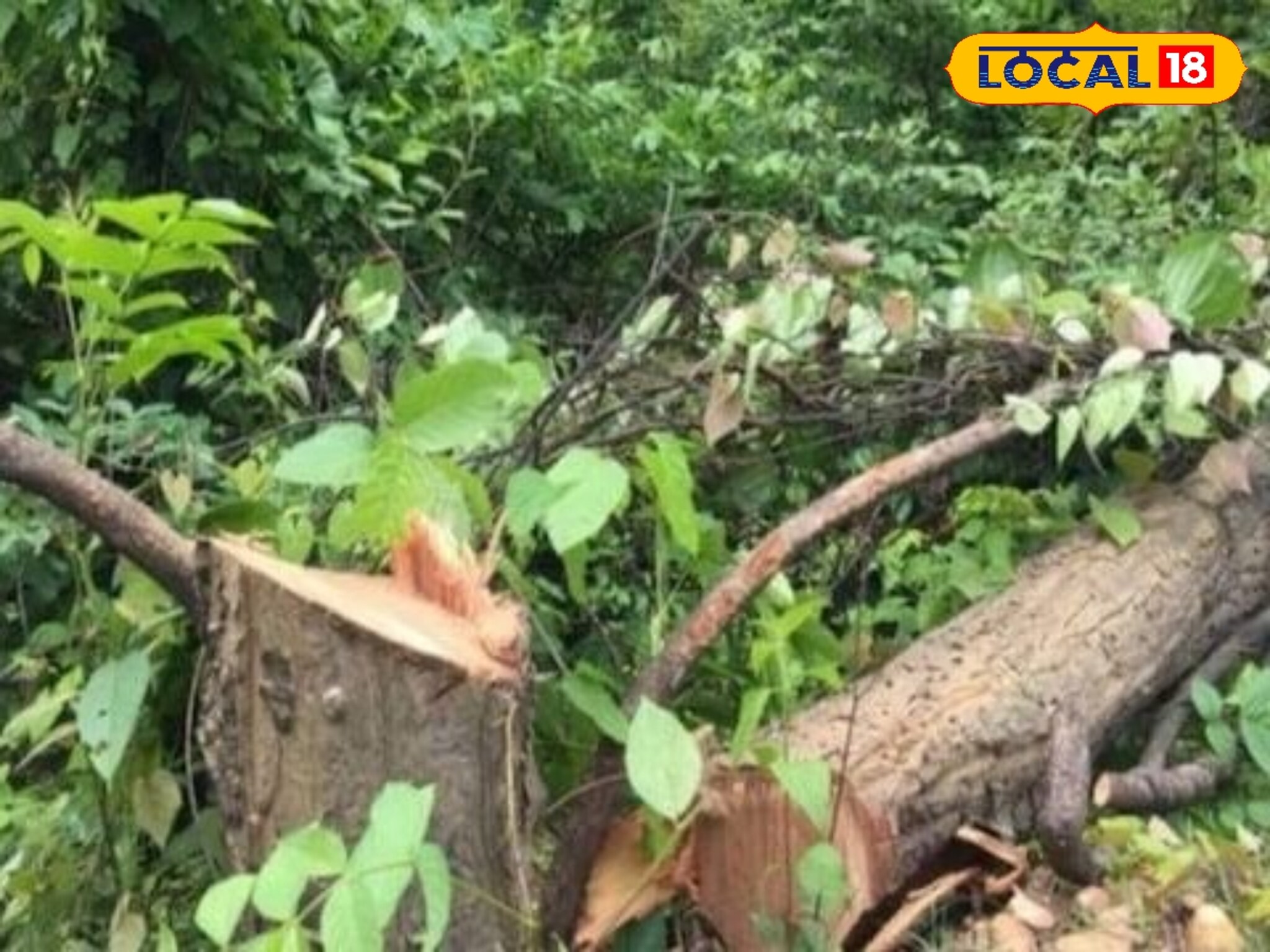 Tree Cutting: छ. संभाजीनगरमधील डॉक्टरला चूक महागात, 20 वर्षांच्या सोनमोहराचा बळी, लाखाचा दंड!