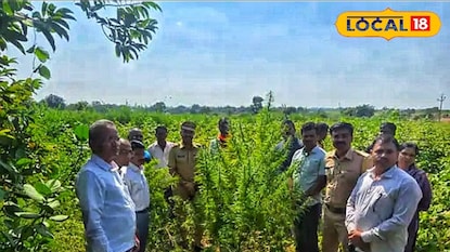 तूर-कपाशीच्या शेतात ‘गुपित’ पिकलं… पोलिस आले आणि थक्क झाले!