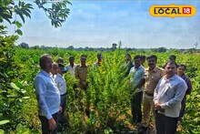 ‎तूर-कपाशीच्या शेतात ‘गुपित’ पिकलं… पोलिस आले आणि थक्क झाले!
