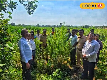 तूर-कपाशीच्या शेतात ‘गुपित’ पिकलं… पोलिस आले आणि थक्क झाले!