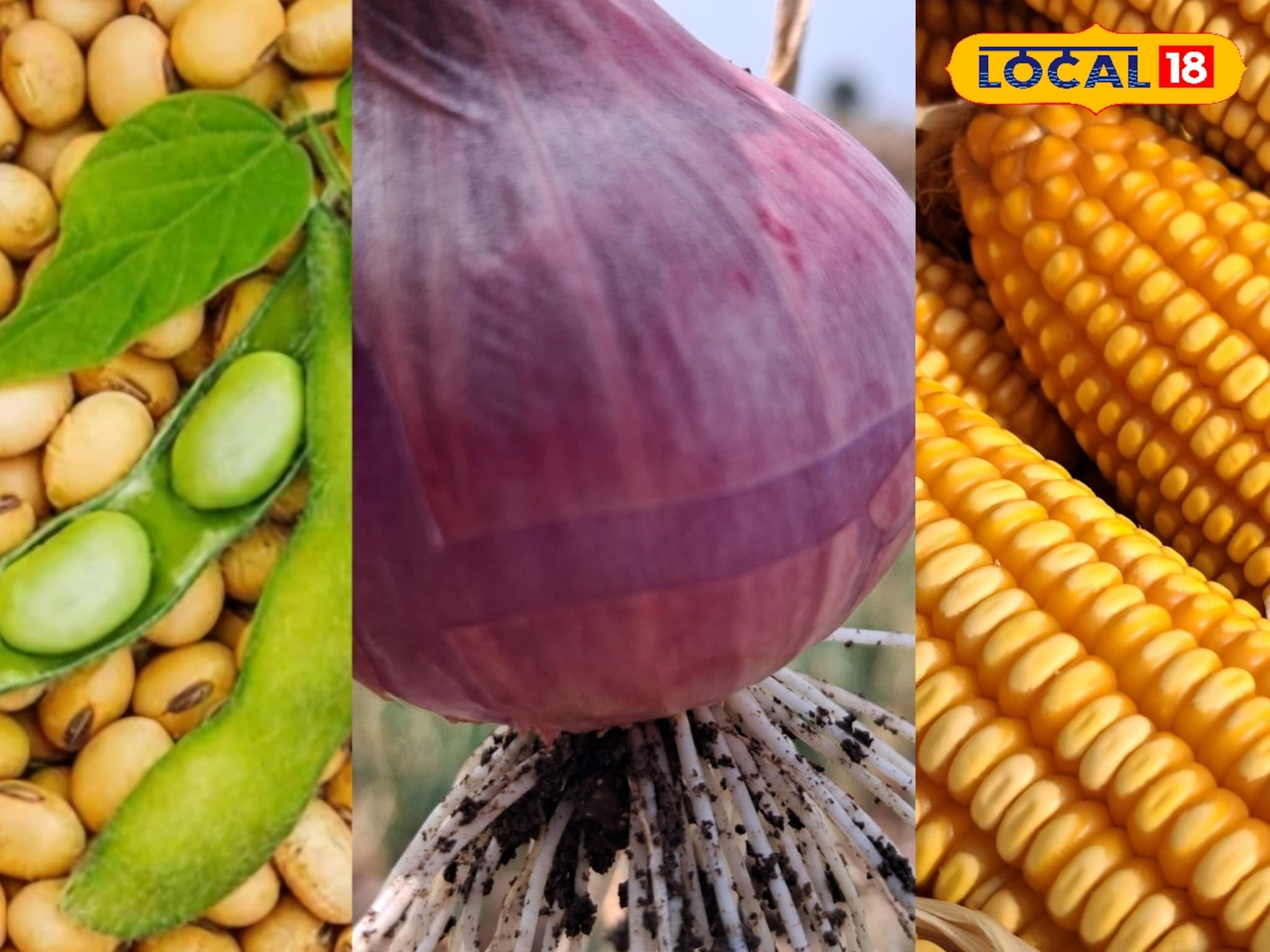 Krushi Market Today: सोयाबीन- कांद्याची आवक वाढली, दर घसरले, आजचे भाव काय?