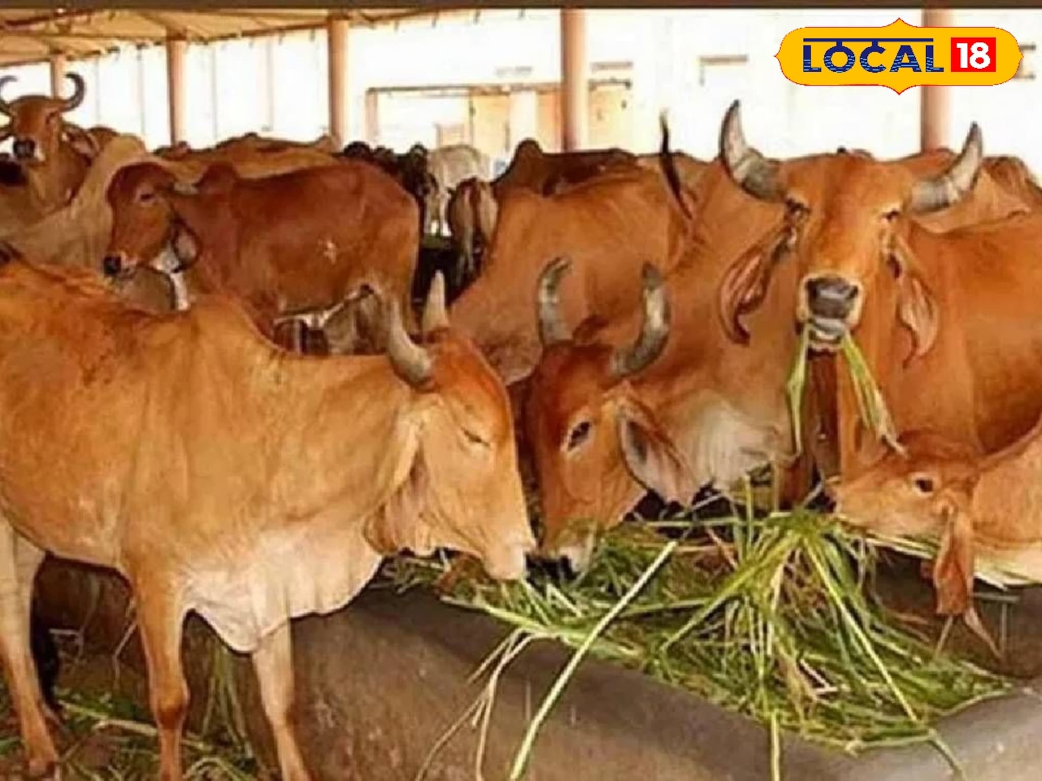 Vasubaras 2025 : वसुबारसेला गायीची पूजा का करतात? 99 टक्के लोकांना हे माहिती नाही! Video