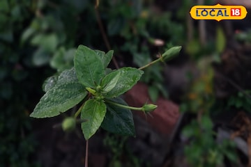 ऐन दिवाळीत पाऊस झोडपणार, पश्चिम महाराष्ट्रातील या जिल्ह्यांना अलर्ट ऐन दिवाळीत पाऊस झोडपणार, पश्चिम महाराष्ट्रातील या जिल्ह्यांना अलर्ट