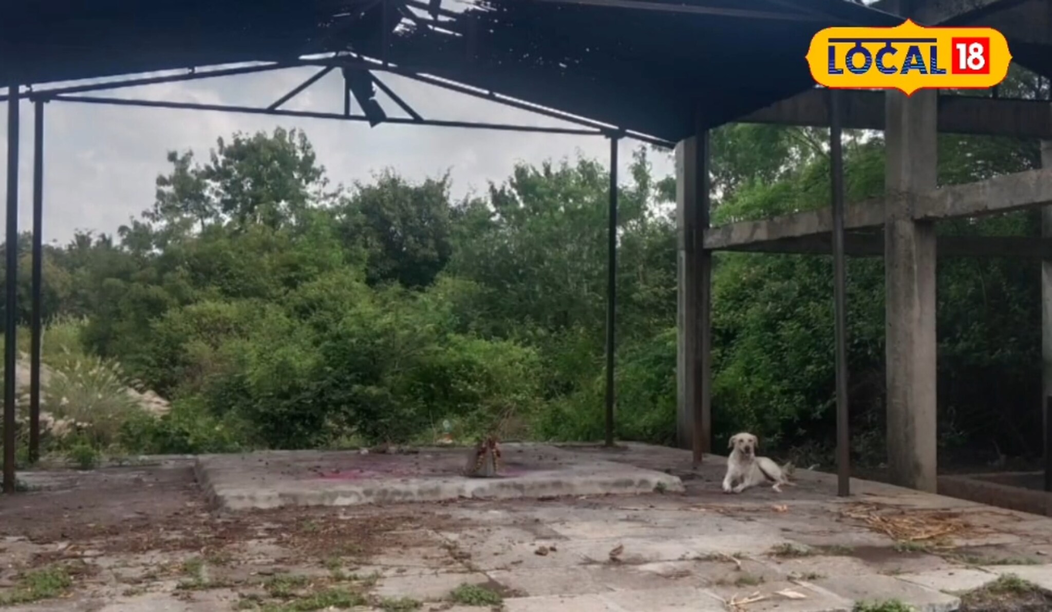 शेतकरी मालक सोडून गेला हे त्याला मान्यचं नव्हतं, 9 दिवसांपासून तो चितेजवळ बसलेला