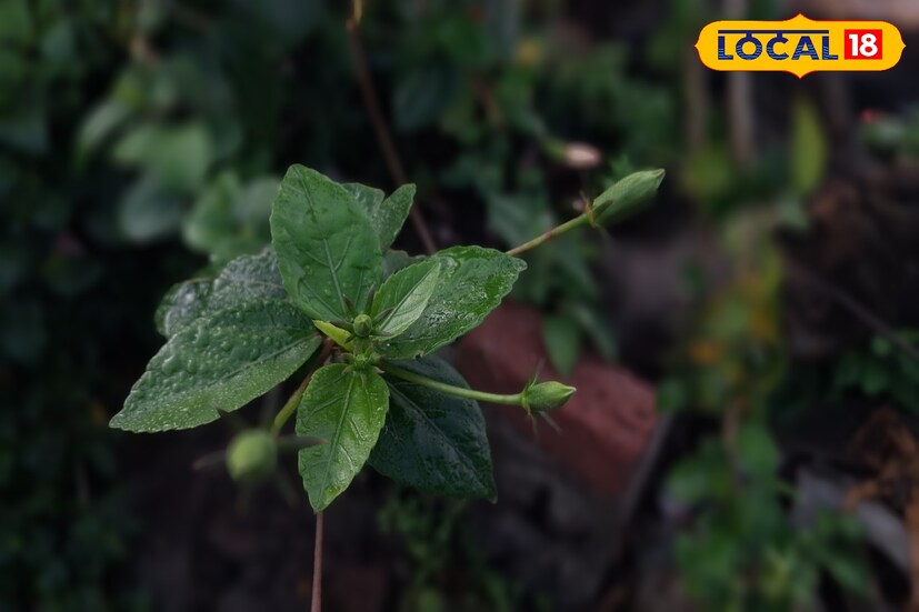 शुक्रवारी सोलापूर जिल्ह्यात 35.1 अंश सेल्सिअस कमाल तापमानाची नोंद झाली. आज सोलापूर जिल्ह्यात विजांसह पावसाची शक्यता आहे. यावेळी कमाल तापमान 35 अंशावर राहील.  