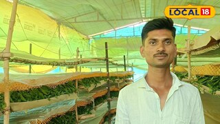 रेशीम शेतीतून यशस्वी वाटचाल रेशीम शेतीतून यशस्वी वाटचाल