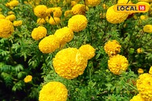 पारंपरिक शेतीला पर्याय; एका एकरात झेंडु फुलाच्या शेतीत लाखो रुपायांचा नफा
