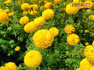 पारंपरिक शेतीला पर्याय; एका एकरात झेंडु फुलाच्या शेतीत लाखो रुपायांचा नफा