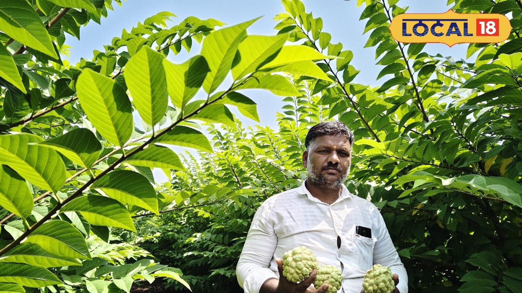 पारंपरिक शेतीला दिला फाटा, केली सीताफळ लागवड, कमवतात 4 लाख नफा!