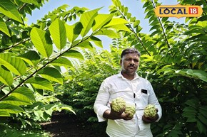 पारंपरिक शेतीला दिला फाटा, केली सीताफळ लागवड, कमवतात 4 लाख नफा!