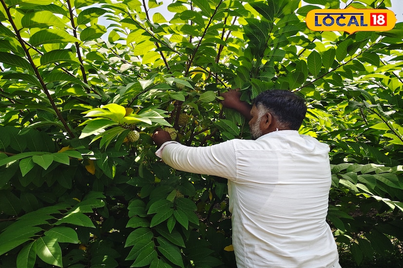तसेच उन्हाळ्यात देखील या फळाला पाण्याची गरज नसते त्यामुळे सीताफळ नेहमी भरघोस उत्पादन आणि उत्पन्न देणारे आहे. त्यामुळे प्रत्येकाने ठरवले तर पारंपरिक शेती करत असताना 1 एकर किंवा 2 एकरमध्ये सीताफळाची आवश्यक लागवड करावी, असे देखील घावटे यांनी म्हटले आहे.