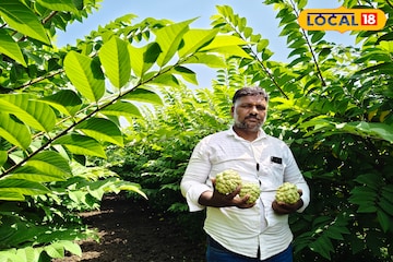 पारंपरिक शेतीला दिला फाटा, केली सीताफळ लागवड, कमवतात 4 लाख नफा! पारंपरिक शेतीला दिला फाटा, केली सीताफळ लागवड, कमवतात 4 लाख नफा!