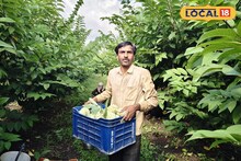 Success Story : 450 झाडांची केली लागवड, सीताफळ शेतीतून शेतकऱ्याला लाखात कमाई, कसा केला यशस्वी प्रयोग?