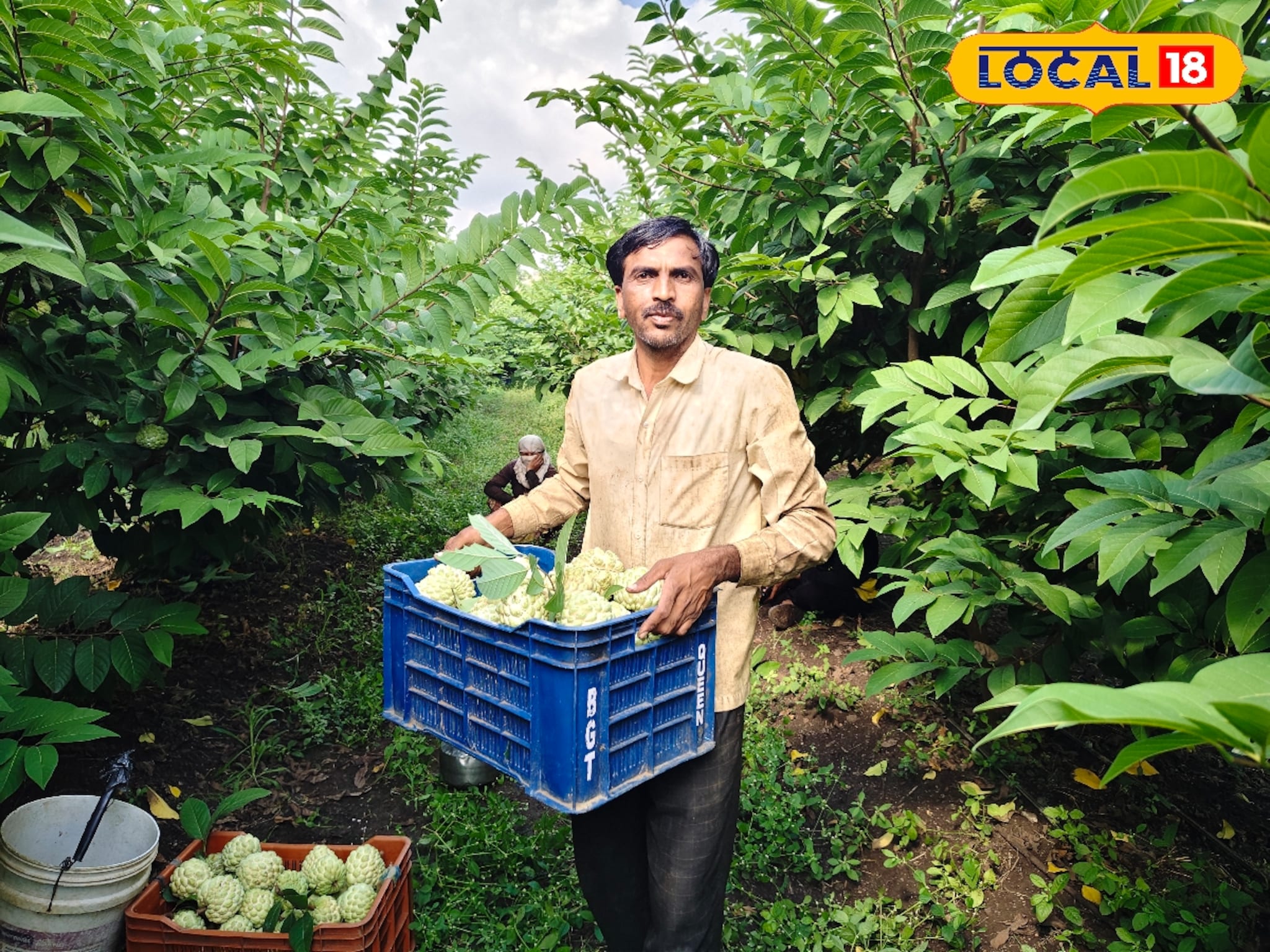 450 झाडांची केली लागवड, सीताफळ शेतीतून लाखात कमाई, कसा केला यशस्वी प्रयोग?