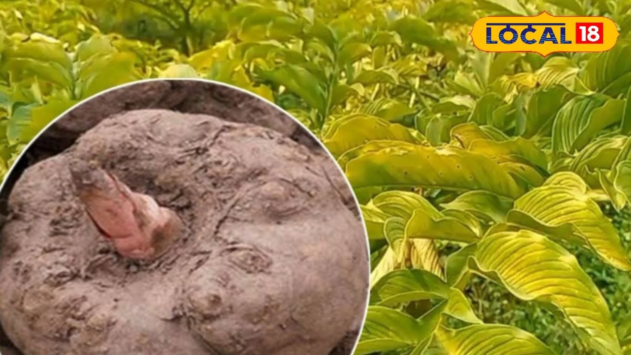 हिवाळ्यात वाढेल रोगप्रतिकारशक्ती, आहारात समावेश करा सुरण कंद, आणखी हे फायदे पाहा