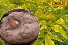 हिवाळ्यात वाढेल रोगप्रतिकारशक्ती, आहारात समावेश करा सुरण कंद, आणखी हे फायदे पाहा