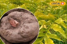 Health Tips : हिवाळ्यात वाढेल रोगप्रतिकारशक्ती, आहारात समावेश करा सुरण कंद, आणखी हे फायदे पाहाच