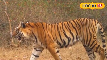 Tiger Attack: महाराष्ट्रातील 'या' मार्गावरून जाताना सावधान! वाहन चालकांवर वाघिण करतेय हल्ला