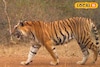 महाराष्ट्रातील 'या' मार्गावरून जाताना सावधान! वाहन चालकांवर वाघिण करतेय हल्ला