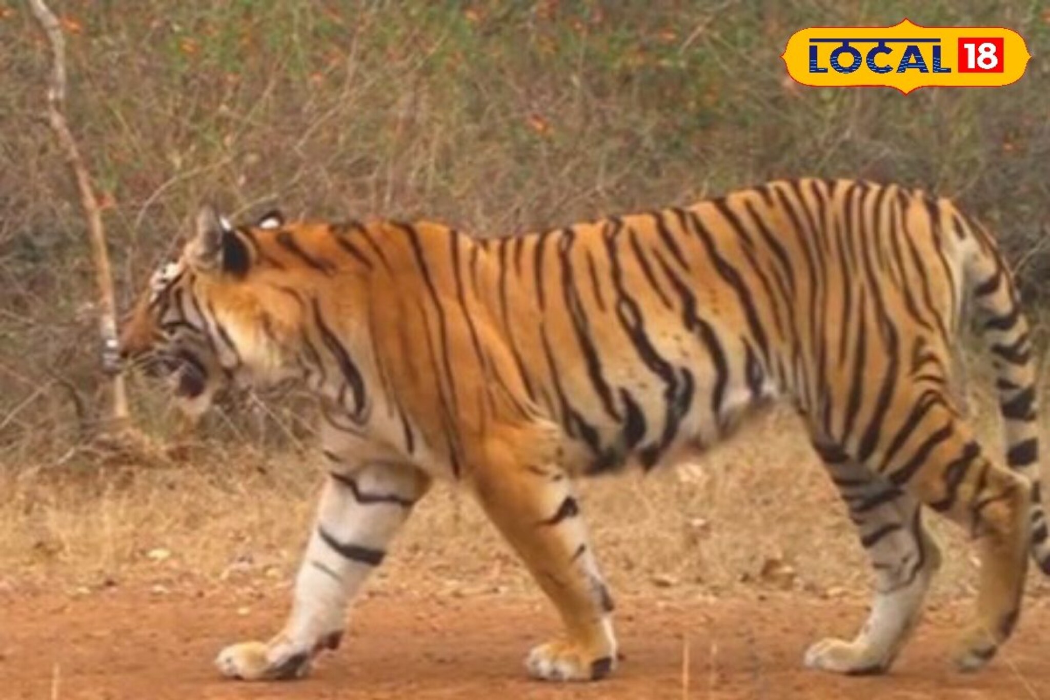 महाराष्ट्रातील 'या' मार्गावरून जाताना सावधान! वाहन चालकांवर वाघिण करतेय हल्ला