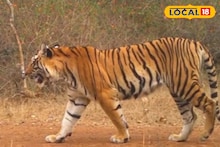 Tiger Attack: महाराष्ट्रातील 'या' मार्गावरून जाताना सावधान! वाहन चालकांवर वाघिण करतेय हल्ला