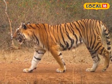 Tiger Attack: महाराष्ट्रातील 'या' मार्गावरून जाताना सावधान! वाहन चालकांवर वाघिण करतेय हल्ला Tiger Attack: महाराष्ट्रातील 'या' मार्गावरून जाताना सावधान! वाहन चालकांवर वाघिण करतेय हल्ला