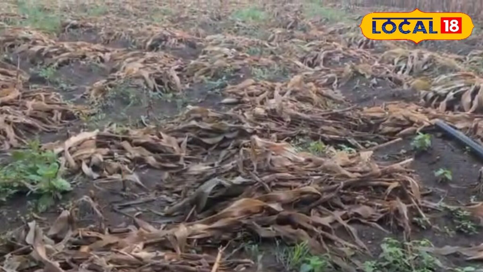 अवकाळी पावसाने मक्याच्या पिकाचं मोठं नुकसान, शेतकऱ्यांच्या डोळ्यात पाणी