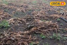 अवकाळी पावसाने मक्याच्या पिकाचं मोठं नुकसान, शेतकऱ्यांच्या डोळ्यात पाणी